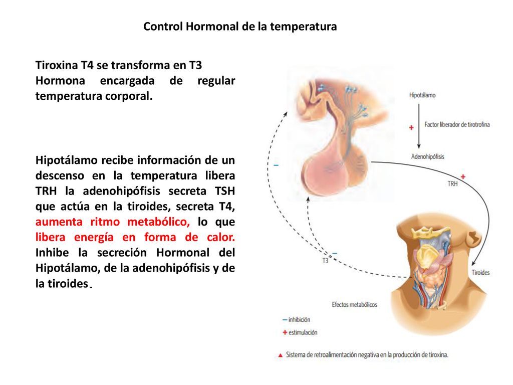 homeostasis temperatura corporal sudoración y diabetes